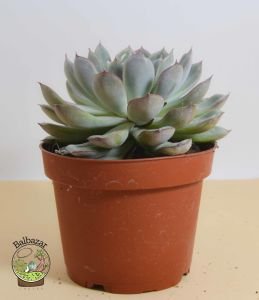 Echeveria Colorata Sukulent Pembe Yeşil Yapraklı 12 CM Saksıda
