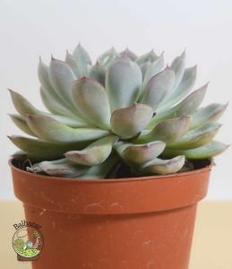 Echeveria Colorata Sukulent Pembe Yeşil Yapraklı 12 CM Saksıda