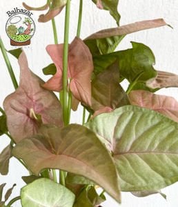 Syngonium Red Pembe Ok Başı Sarmaşığı Melek Kanadı Bitkisi 15CM Saksıda