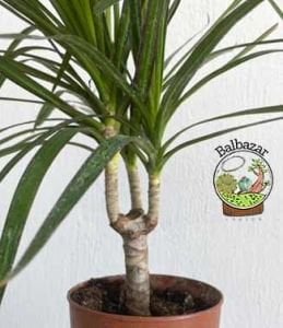 Dracaena Marginata Bitkisi Madagaskar Dragon Ağacı Tek Gövdeli 10,5CM Saksida +35 CM
