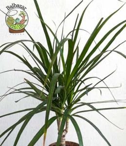 Dracaena Marginata Bitkisi Madagaskar Dragon Ağacı Tek Gövdeli 10,5CM Saksida +35 CM