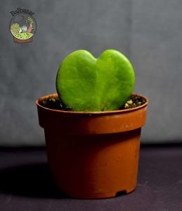 Hoya Kerri Variegata Kokulu Kalp Şekilli Mum Çiçeği 8.5CM Saksıda