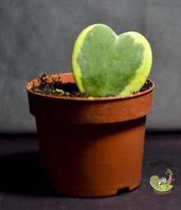 Hoya Kerri Variegata Kokulu Kalp Şekilli Mum Çiçeği 8.5CM Saksıda