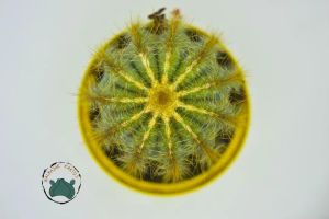 Notocactus Magnificus Dilimli Sarı Dikenli Kaktüs Özel Tür 5.5CM Saksıda