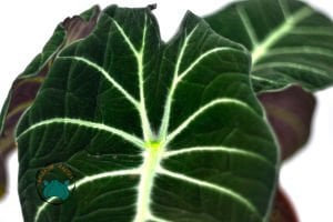 Alocasia Polly Fil Kulağı Bitkisi 12CM Saksıda