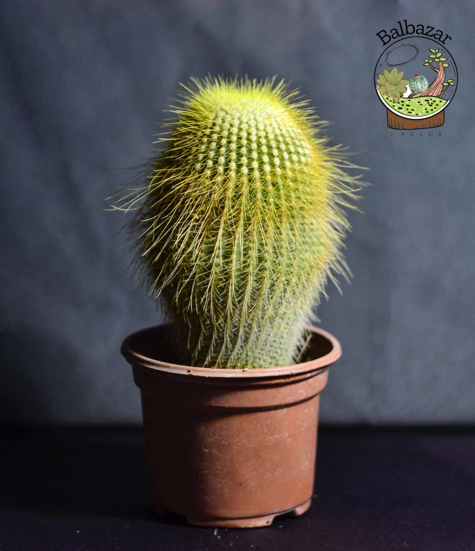 Notocactus Leninghausii Sarı Uzun Sakallı Kaktüs 12CM Saksıda