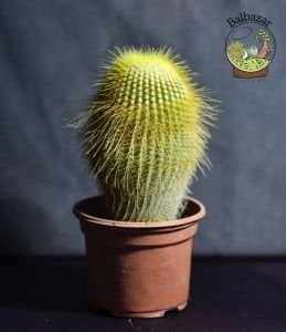 Notocactus Leninghausii Sarı Uzun Sakallı Kaktüs 12CM Saksıda