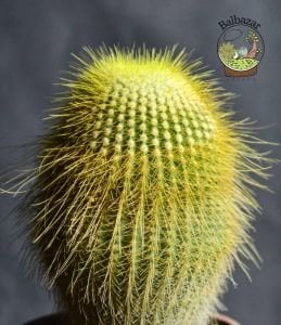 Notocactus Leninghausii Sarı Uzun Sakallı Kaktüs 12CM Saksıda