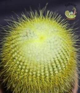 Notocactus Leninghausii Sarı Uzun Sakallı Kaktüs 12CM Saksıda