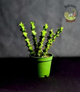 Euphorbia Lenewtonii Nadir Tür Sukulent 5.5CM Saksıda
