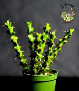Euphorbia Lenewtonii Nadir Tür Sukulent 5.5CM Saksıda