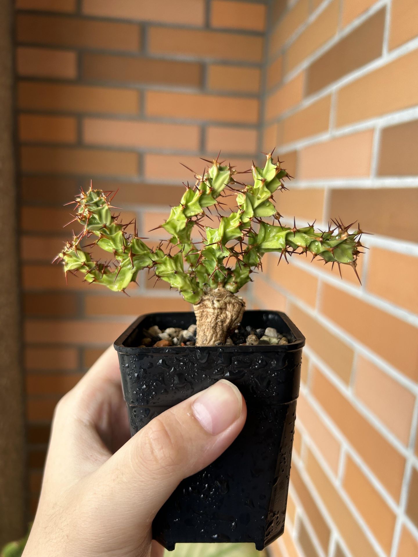 Euphorbia Lenewtonii Nadir Tür Sukulent 5.5CM Saksıda