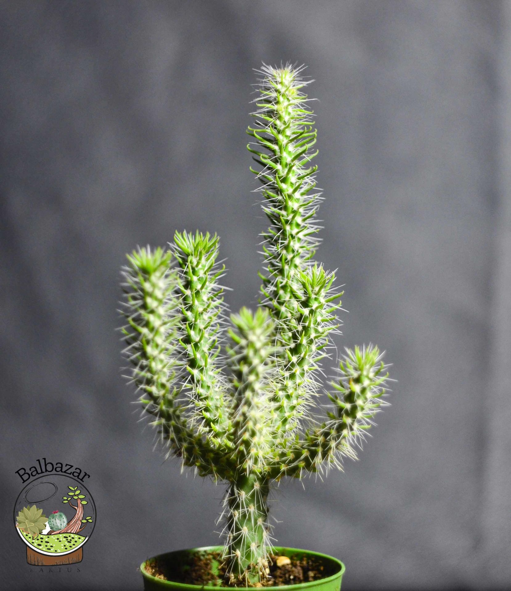 Opuntia Cylindrica Parmak Kaktüs 5.5CM Saksıda
