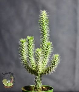 Opuntia Cylindrica Parmak Kaktüs 5.5CM Saksıda