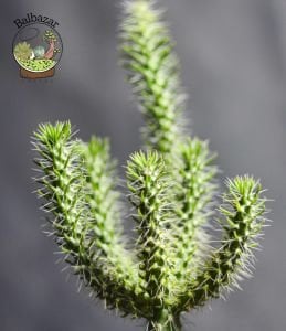 Opuntia Cylindrica Parmak Kaktüs 5.5CM Saksıda