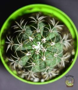 Melocactus Matanzanus Fes Kaktüsü Kırmızı Şapkası Çıkar 8.5CM Saksıda