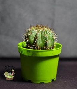 Melocactus Matanzanus Fes Kaktüsü Kırmızı Şapkası Çıkar 8.5CM Saksıda
