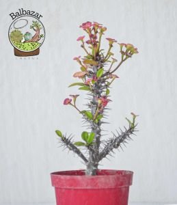 Euphorbia Milii Sukulent- Dikenler Tacı Pembe Çiçek Açar