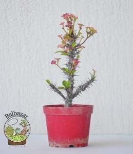 Euphorbia Milii Sukulent- Dikenler Tacı Pembe Çiçek Açar