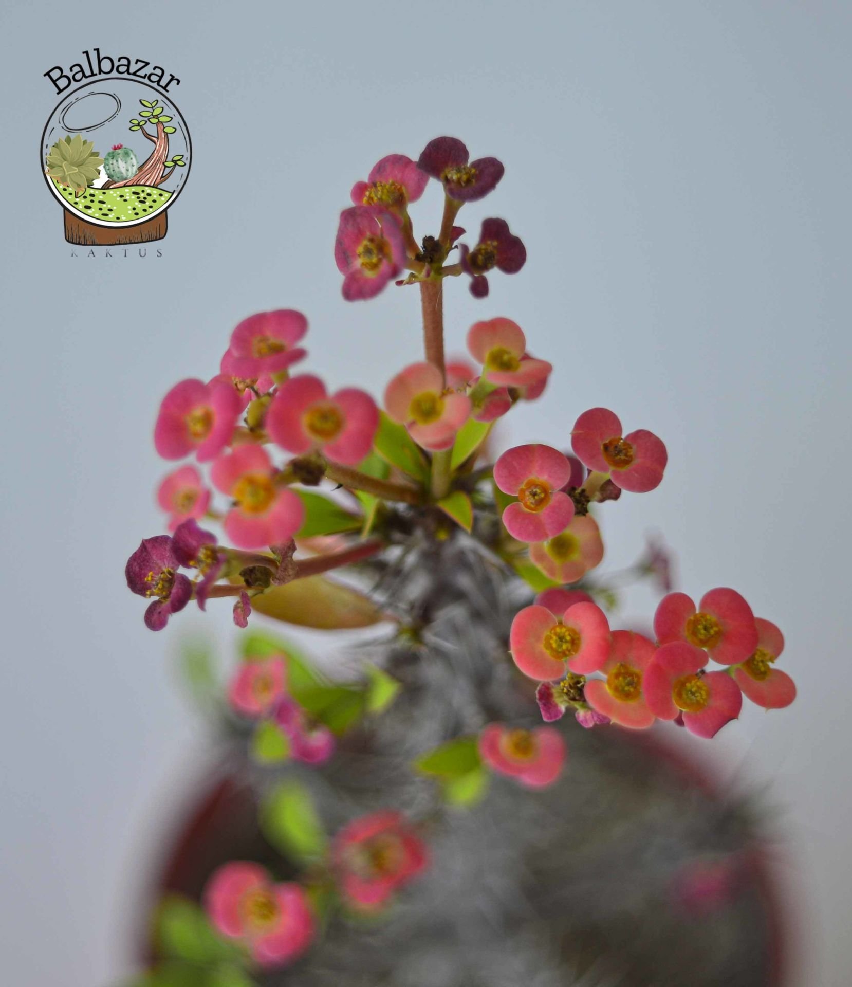 Euphorbia Milii Sukulent- Dikenler Tacı Pembe Çiçek Açar