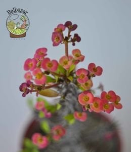 Euphorbia Milii Sukulent- Dikenler Tacı Pembe Çiçek Açar