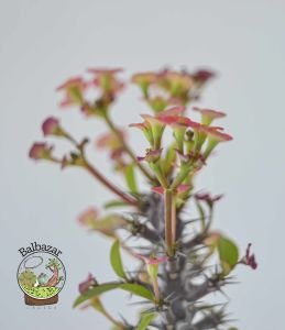 Euphorbia Milii Sukulent- Dikenler Tacı Pembe Çiçek Açar