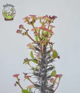 Euphorbia Milii Sukulent- Dikenler Tacı Pembe Çiçek Açar