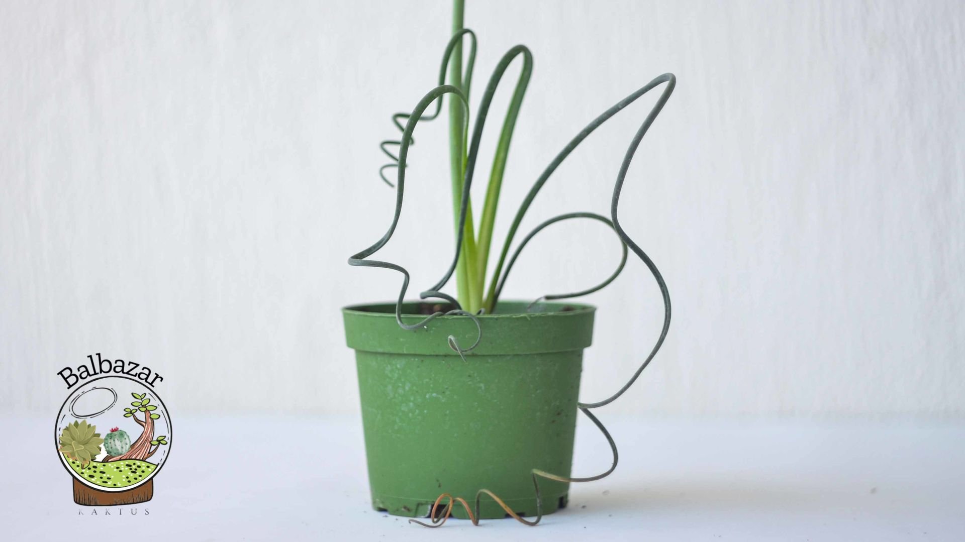 Albuca Spiralis Sukulent Ozel Tur Sukulent 8.5CM Saksıda