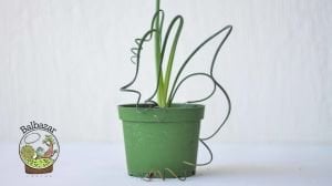 Albuca Spiralis Sukulent Ozel Tur Sukulent 8.5CM Saksıda