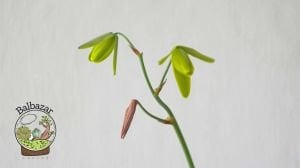 Albuca Spiralis Sukulent Ozel Tur Sukulent 8.5CM Saksıda