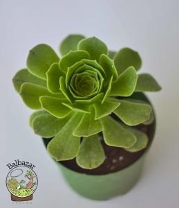 Aeonium Arboreum Velour Rose Form Sukulent İrlanda Gülü 8.5CM Saksıda