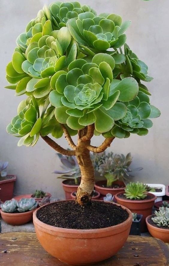 Aeonium Arboreum Velour Rose Form Sukulent İrlanda Gülü 8.5CM Saksıda