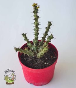 Euphorbia Lenewtonii Nadir Tür Sukulent 8.5CM Saksıda