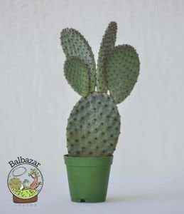 Opuntia Microdasys Rufida - Kırmızı Tavşan Kulağı Kaktüs 5,5cmlik saksıda
