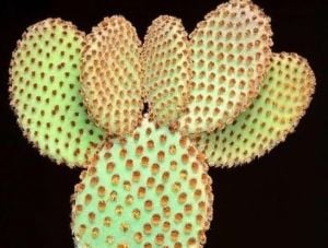 Opuntia Microdasys Rufida - Kırmızı Tavşan Kulağı Kaktüs 5,5cmlik saksıda