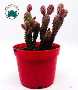 Opuntia Microdasys Pink Rufida Minima - Pembe Tavşan Kulağı 5,5CM Saksida