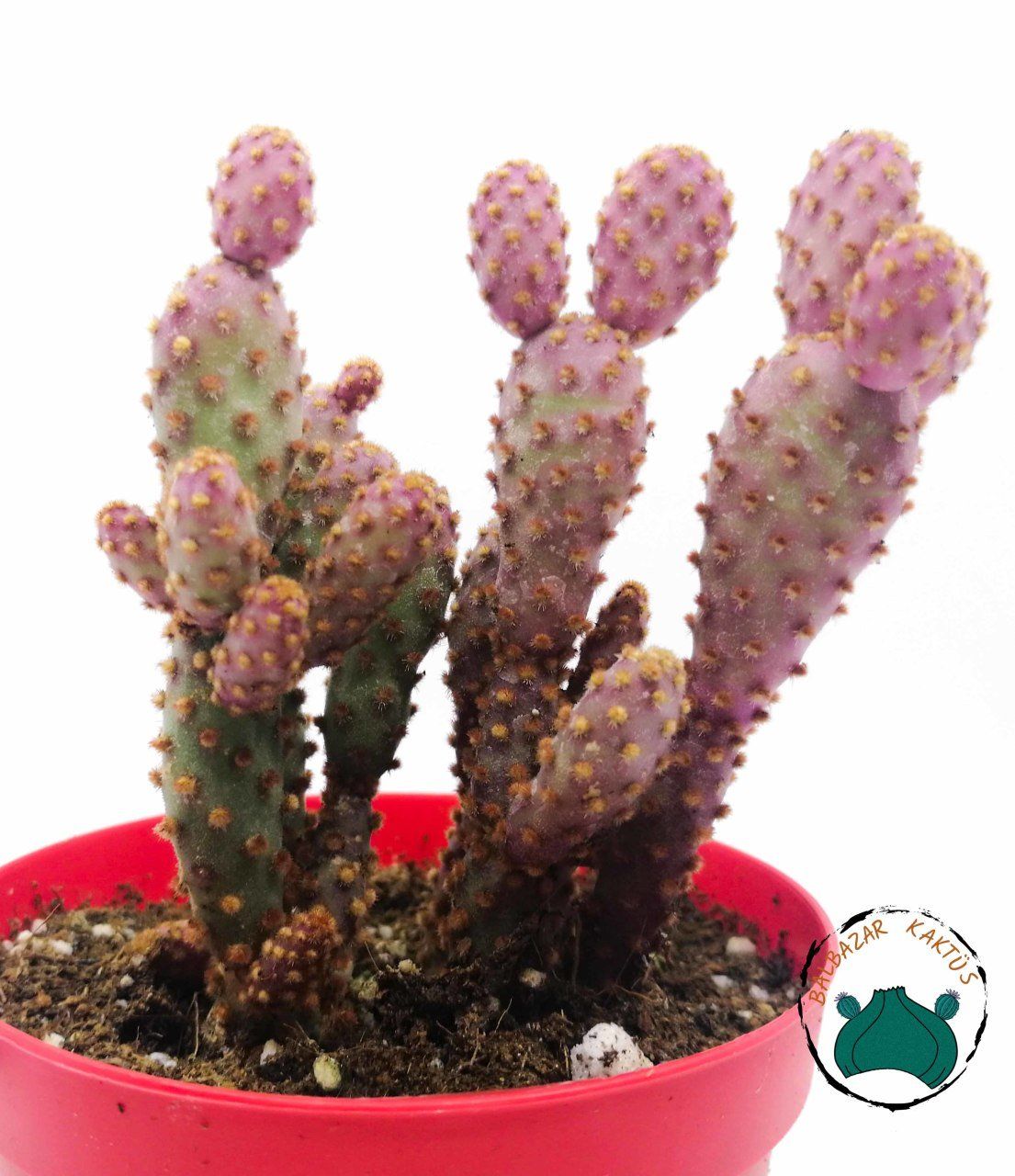 Opuntia Microdasys Pink Rufida Minima - Pembe Tavşan Kulağı 5,5CM Saksida