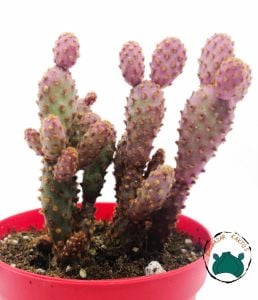 Opuntia Microdasys Pink Rufida Minima - Pembe Tavşan Kulağı 5,5CM Saksida