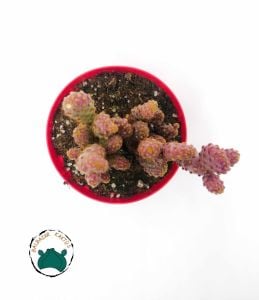 Opuntia Microdasys Pink Rufida Minima - Pembe Tavşan Kulağı 5,5CM Saksida