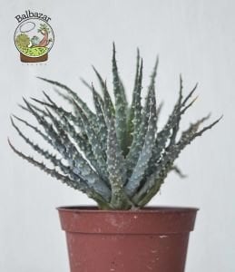 Aloe Humilis Örümcek Aloe Nadir Tür Sukulent 8.5CM Saksıda