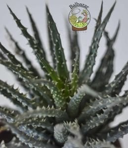 Aloe Humilis Örümcek Aloe Nadir Tür Sukulent 8.5CM Saksıda