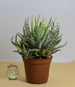 Aloe Humilis Örümcek Aloe Nadir Tür Sukulent 8.5CM Saksıda