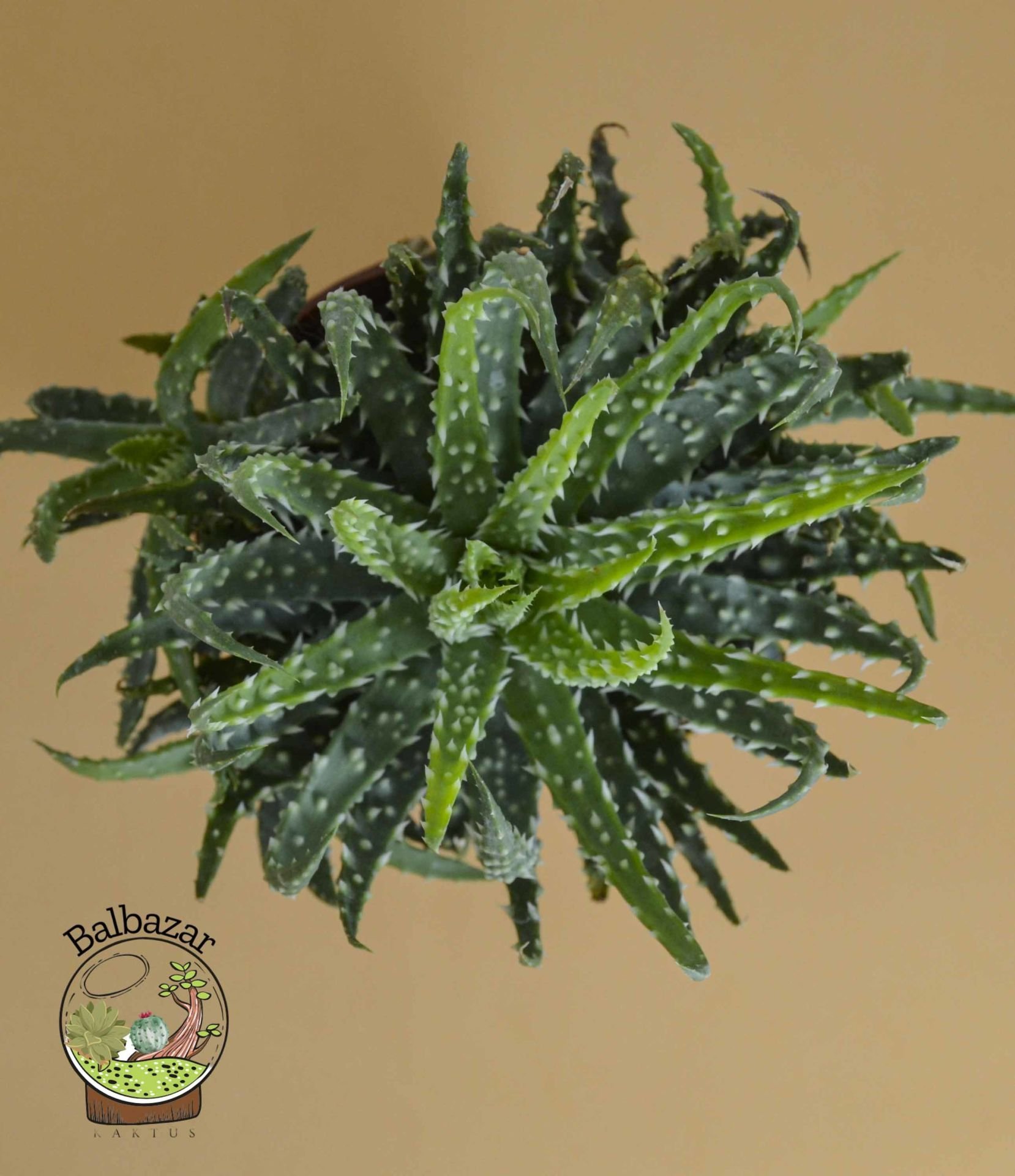 Aloe Humilis Örümcek Aloe Nadir Tür Sukulent 8.5CM Saksıda