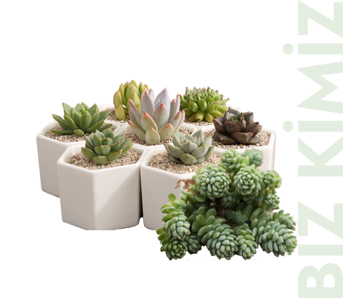 BALBAZAR KAKTUS KİMDİR?