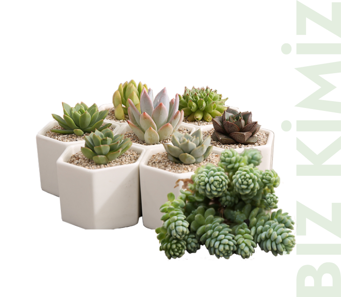 BALBAZAR KAKTUS KİMDİR?