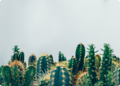 Kaktüs Kış Bakımı Nasıl Yapılır?