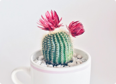 Kaktüs Kış Bakımı Nasıl Yapılır?