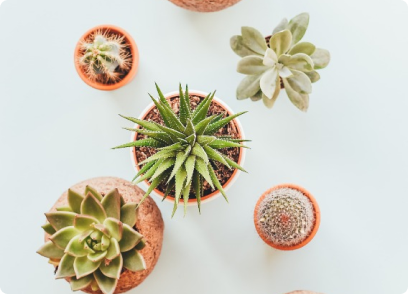 Kaktüs Sukulent Bahar Bakımı