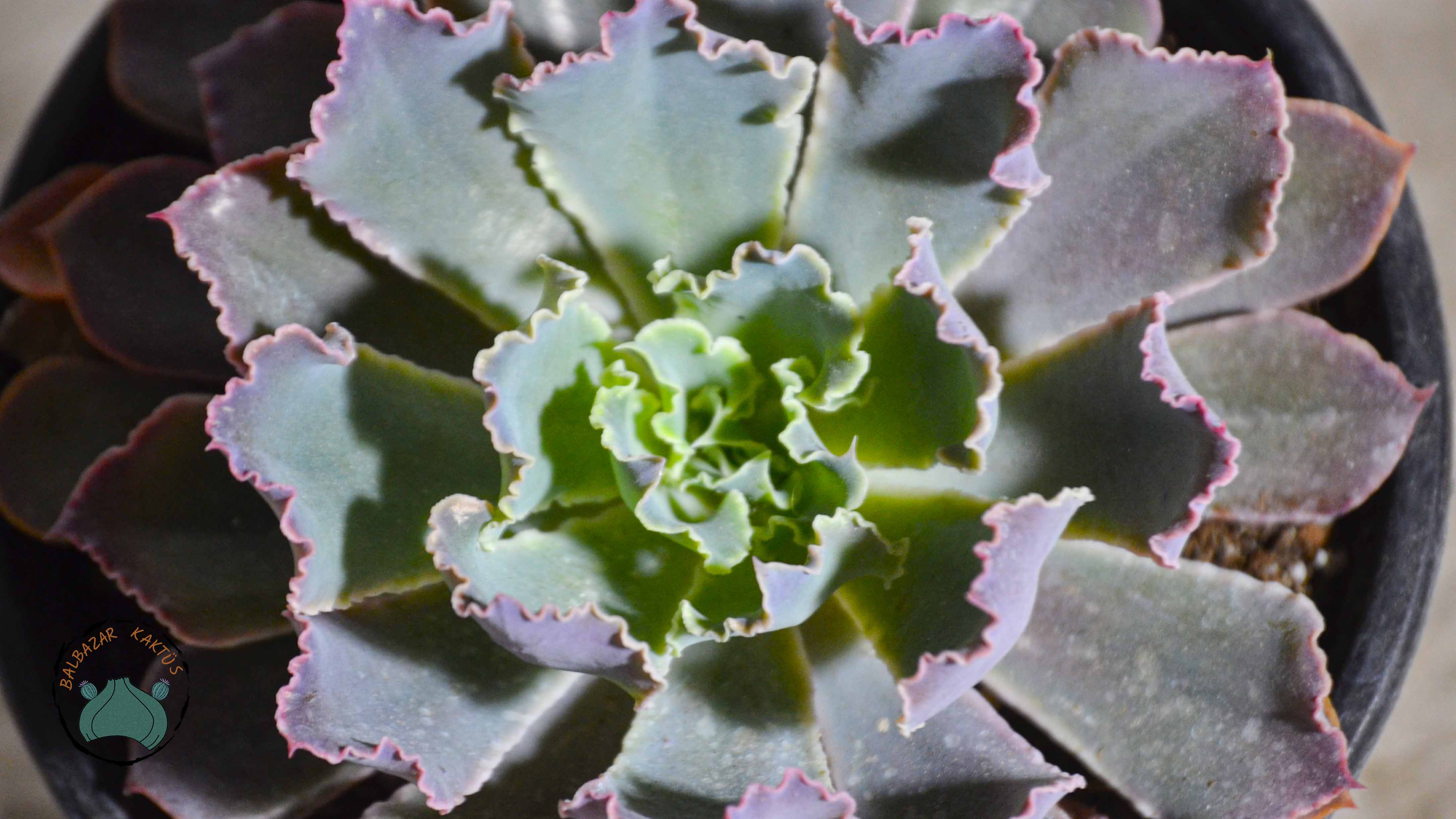 Echeveria Shaviana
