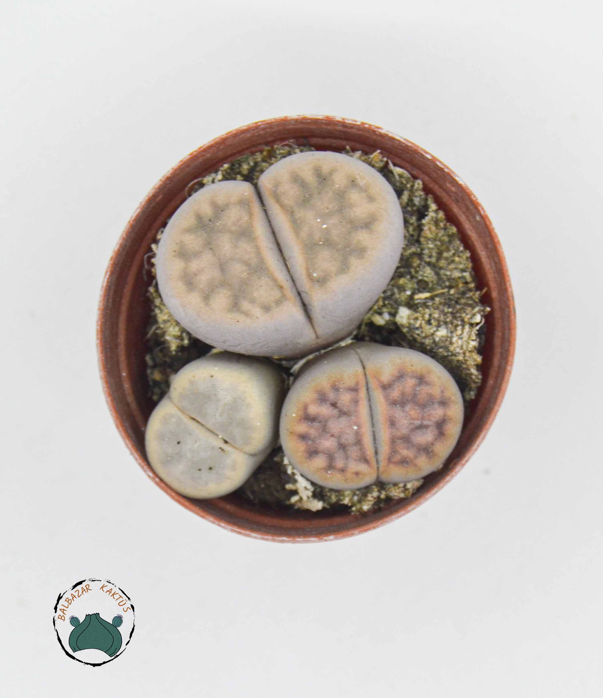 Lithops - Yaşayan Taş